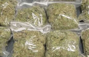 Indian-Hemp-3