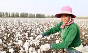 China’s-Xinjiang-Uygur-region-cotton-production