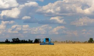 A combine harvests wheat during Ukraine-Russia conflict in the Russia-controlled village of Muzykivka in the Kherson region, Ukraine July 26, 2022. REUTERS/Alexander Ermochenko