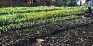TREE-PLANTING