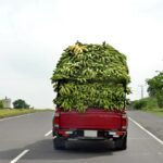 Perishable goods transport drivers blame rising cost of food items in South East on touts