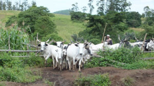 farmers, herders conflict