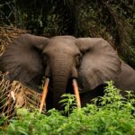 Gabon’s Marauding Forest Elephants Test Public Patience with Green Agenda