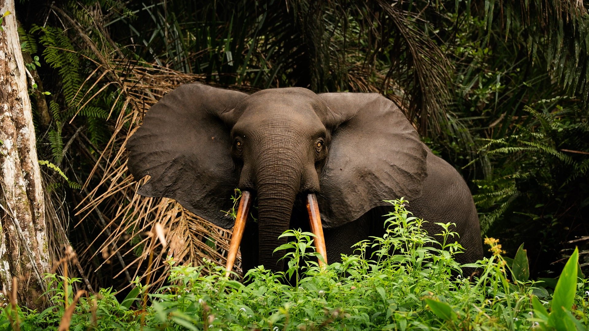 Gabon’s Marauding Forest Elephants Test Public Patience with Green Agenda