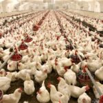 poultry-3