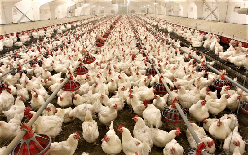poultry-3