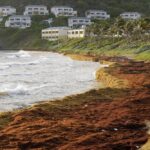 Seaweed covers the Atlantic shore in Frigate Bay, St. Kitts and Nevis, Wednesday, Aug. 3, 2022. A record amount of seaweed is smothering Caribbean coasts from Puerto Rico to Barbados as tons of brown algae kill wildlife, choke the tourism industry and release toxic gases, according to the University of South Florida’s Optical Oceanography Lab. (AP Photo/Ricardo Mazalan)