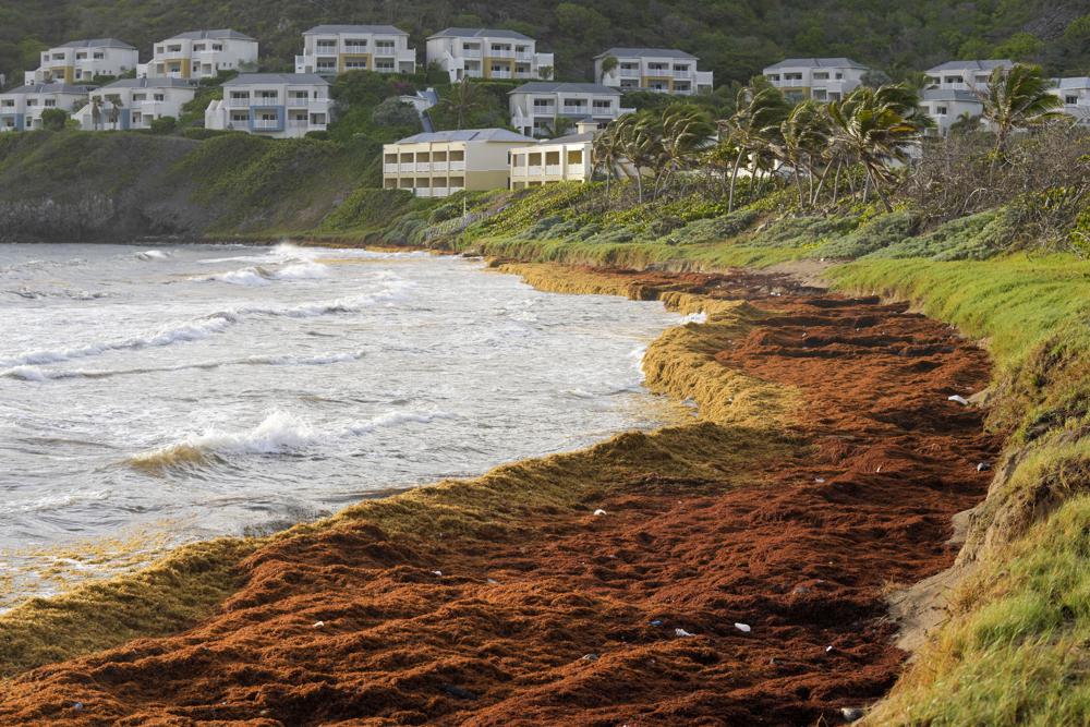 Seaweed covers the Atlantic shore in Frigate Bay, St. Kitts and Nevis, Wednesday, Aug. 3, 2022. A record amount of seaweed is smothering Caribbean coasts from Puerto Rico to Barbados as tons of brown algae kill wildlife, choke the tourism industry and release toxic gases, according to the University of South Florida’s Optical Oceanography Lab. (AP Photo/Ricardo Mazalan)
