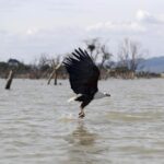An eagle flies with a fish it just caught from Lake Baringo in Kambi ya Samaki, Kenya, on July 20, 2022. The alteration of weather patterns like the ongoing drought in east and central Africa chiefly driven by climate change is severely undermining natural water systems devastating livelihoods and now threatening the survival of most of the world’s famed migratory bird species. (AP Photo/Brian Inganga)