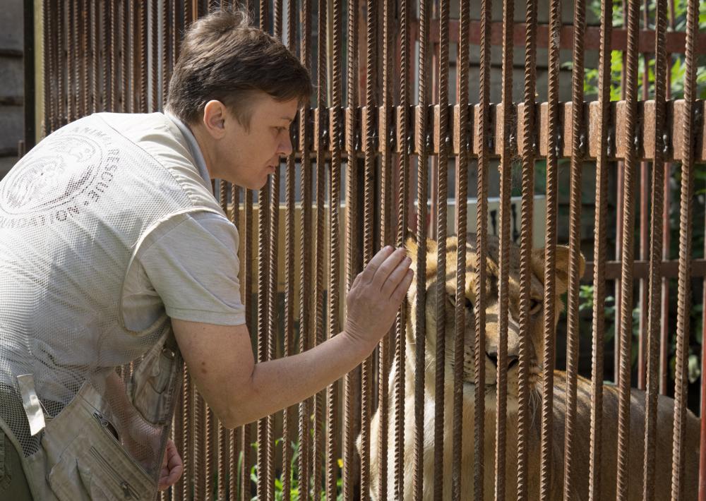 Natalia Popova, 50, pets a lion at her animal shelter in Kyiv region, Ukraine, Thursday, Aug. 4, 2022. Popova, in cooperation with the animal protection organisation UA Animals, has already saved more than 300 animals from the war, 200 of them were sent abroad, and 100 found a home in most western regions of Ukraine, which are considered to be safer. (AP Photo/Efrem Lukatsky)