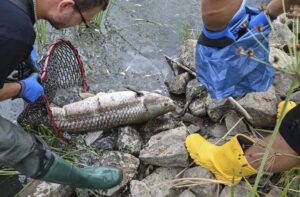 Volunteers recover dead fish from the water of the German-Polish border river Oder in Lebus, eastern Germanny, Saturday, Aug. 13, 2022. Poland’s environment minister says laboratory tests following a mass dying off of fish detected high levels of salinity but no mercury in waters of Central Europe’s Oder River. (Patrick Pleul/dpa via AP)