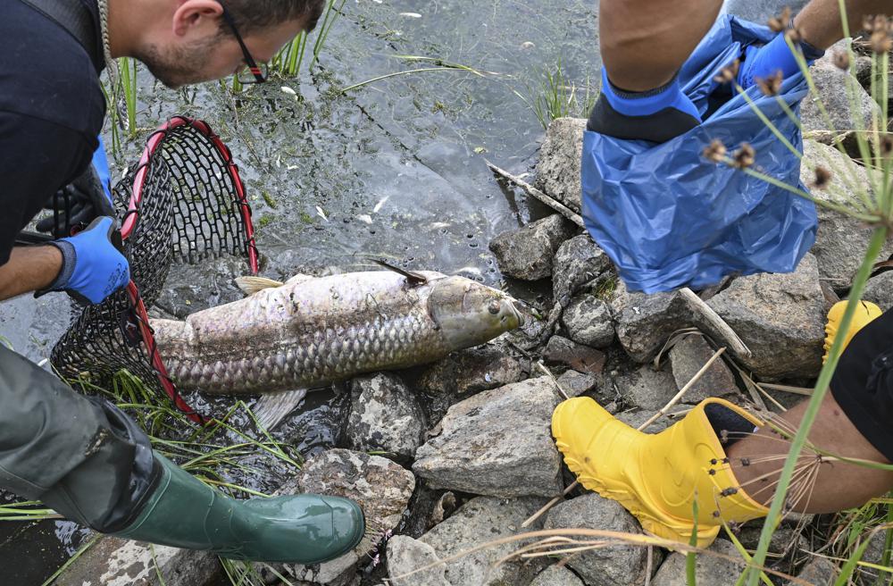 Volunteers recover dead fish from the water of the German-Polish border river Oder in Lebus, eastern Germanny, Saturday, Aug. 13, 2022. Poland’s environment minister says laboratory tests following a mass dying off of fish detected high levels of salinity but no mercury in waters of Central Europe’s Oder River. (Patrick Pleul/dpa via AP)