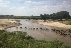 FILE – The annual migration of wildebeest from the Serengeti National park in Tanzania to the Maasai Mara national reserve in Kenya is seen from a drone in the Maasai Mara, July 22, 2020. Africa’s national parks, home to thousands of wildlife species are increasingly threatened by below-average rainfall and new infrastructure projects, stressing habitats and the species that rely on them. (AP Photo/Joe Mwihia, File)