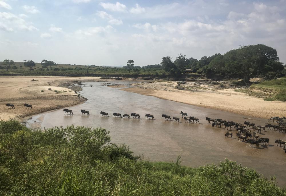 FILE – The annual migration of wildebeest from the Serengeti National park in Tanzania to the Maasai Mara national reserve in Kenya is seen from a drone in the Maasai Mara, July 22, 2020. Africa’s national parks, home to thousands of wildlife species are increasingly threatened by below-average rainfall and new infrastructure projects, stressing habitats and the species that rely on them. (AP Photo/Joe Mwihia, File)
