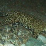 In this photo provided by the University of Arizona and U.S. Fish and Wildlife Service shows a male jaguar photographed by motion-detection wildlife cameras in the Santa Rita Mountains in Arizona on April 30, 2015 as part of a Citizen Science jaguar monitoring project conducted by the University of Arizona, in coordination with U.S. Fish and Wildlife Service. According to Borderlands Linkages, a binational collaboration of eight conservation groups, this cat is known as “El Jefe,” or “The Boss,“ is one of the oldest jaguars on record along the border and one of few known to have crossed the border. (University of Arizona and U.S. Fish and Wildlife Service via AP)