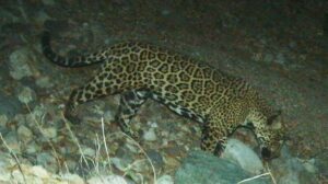 In this photo provided by the University of Arizona and U.S. Fish and Wildlife Service shows a male jaguar photographed by motion-detection wildlife cameras in the Santa Rita Mountains in Arizona on April 30, 2015 as part of a Citizen Science jaguar monitoring project conducted by the University of Arizona, in coordination with U.S. Fish and Wildlife Service. According to Borderlands Linkages, a binational collaboration of eight conservation groups, this cat is known as “El Jefe,” or “The Boss,“ is one of the oldest jaguars on record along the border and one of few known to have crossed the border. (University of Arizona and U.S. Fish and Wildlife Service via AP)
