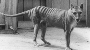 A Tasmanian tiger photographed in Australia’s Hobart Zoo (undated)