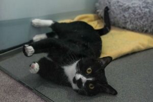 Billy the cat lies in his kennel at Battersea Dogs and Cats Home, in London, Britain August 10, 2022. REUTERS/Maja Smiejkowska