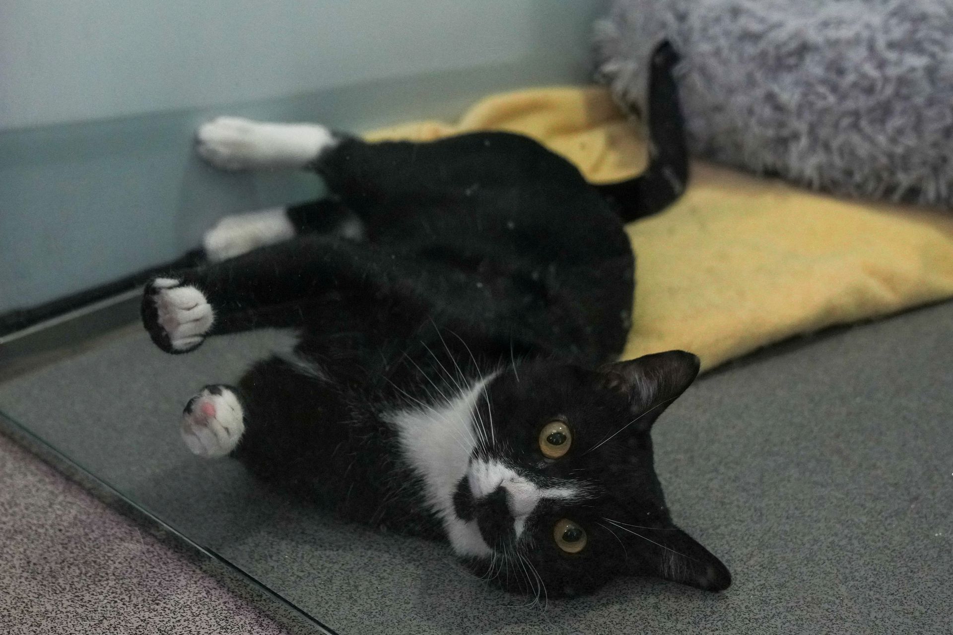 Billy the cat lies in his kennel at Battersea Dogs and Cats Home, in London, Britain August 10, 2022. REUTERS/Maja Smiejkowska
