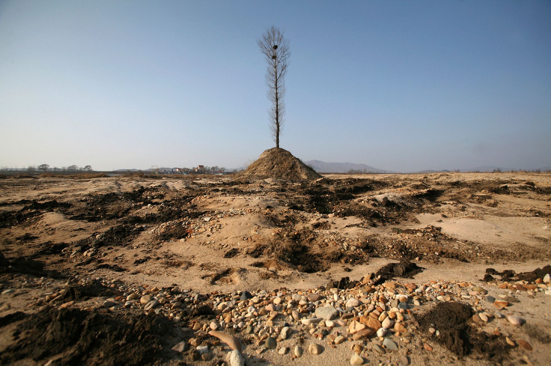 A tree stands on the dried-up riverbed of Ai River in Dandong, Liaoning province November 27, 2009. REUTERS/Jacky Chen