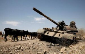 Cows walk past a tank damaged in fighting between Ethiopian government and Tigray forces, near the town of Humera, Ethiopia, March 3, 2021. REUTERS/Baz Ratner/File Photo