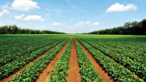 Expert suggests investment in agriculture, manufacturing to spur economic  growth