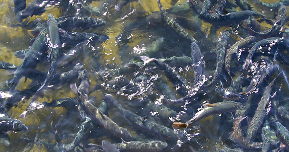 fish farm
