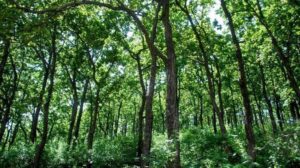 forest reserves