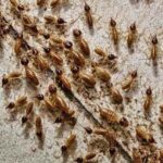 get-rid-of-termites