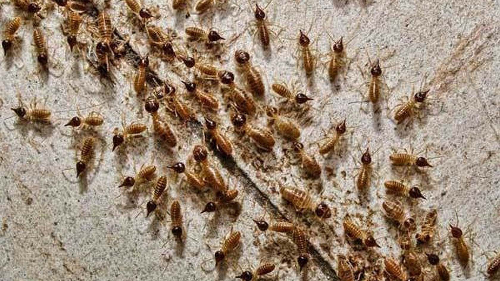 get-rid-of-termites