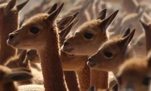 protect wildlife