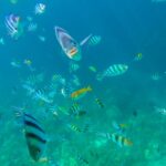 Nations fail to reach deal on UN treaty to protect sea life