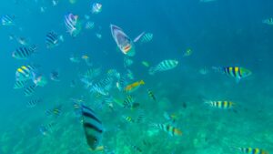 Nations fail to reach deal on UN treaty to protect sea life