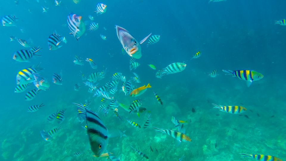 Nations fail to reach deal on UN treaty to protect sea life