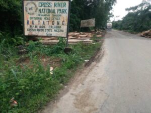 Some of the logged woods waiting for evacuation along Ikom-Boki-Obudu general road in Cross River State
