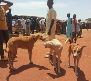 Some dogs and their owners during the rabies sensitisation at Kabala Costain, Kaduna North LGA on Wednesday