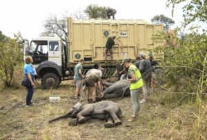 FILE – Elephants are prepared to be hoisted into a transport vehicle at the Liwonde National Park southern Malawi, July 10 2022. In neighbouring Zimbabwe, National Parks is moving more than 2,500 wild animals from a southern reserve to one in the country’s north to rescue them from drought, as the ravages of climate change replace poaching as the biggest threat to wildlife. (AP Photo/Thoko Chikondo, File)