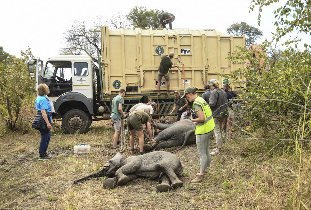 FILE – Elephants are prepared to be hoisted into a transport vehicle at the Liwonde National Park southern Malawi, July 10 2022. In neighbouring Zimbabwe, National Parks is moving more than 2,500 wild animals from a southern reserve to one in the country’s north to rescue them from drought, as the ravages of climate change replace poaching as the biggest threat to wildlife. (AP Photo/Thoko Chikondo, File)