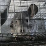 In this undated 2021 photo provided by Humane Society International/Europe, a chinchilla sits inside a cage where it is bred for fur at an undisclosed location in Romania. An animal welfare charity says an undercover investigation has uncovered cruel and allegedly illegal practices in Romania’s chinchilla fur farms. Humane Society International has now appealed to Romania’s prime minister to “stop this atrocious suffering in the name of fashion” and completely ban fur farming in the Eastern European country. (Humane Society International/Europe via AP)