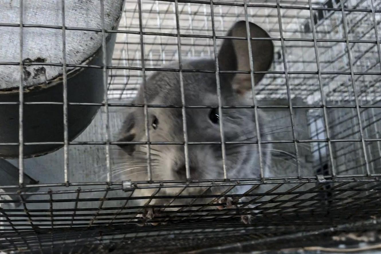 In this undated 2021 photo provided by Humane Society International/Europe, a chinchilla sits inside a cage where it is bred for fur at an undisclosed location in Romania. An animal welfare charity says an undercover investigation has uncovered cruel and allegedly illegal practices in Romania’s chinchilla fur farms. Humane Society International has now appealed to Romania’s prime minister to “stop this atrocious suffering in the name of fashion” and completely ban fur farming in the Eastern European country. (Humane Society International/Europe via AP)