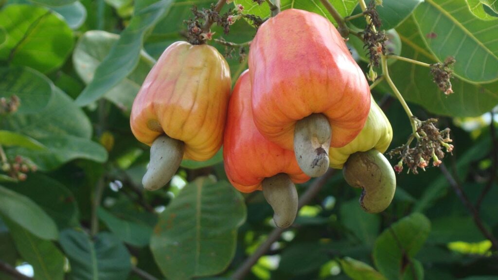 16th Cashew