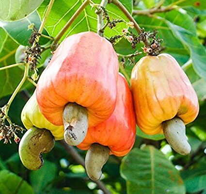 Cashew-425×400