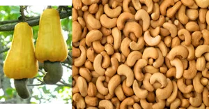 Cashew-nut
