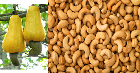 Cashew-nut