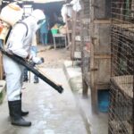 Avian Flu: Lagos begins decontamination of bird markets