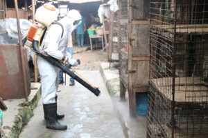 Avian Flu: Lagos begins decontamination of bird markets