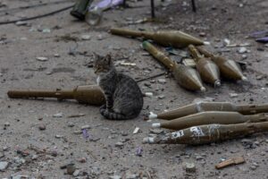 A cat sits near shells for a RPG-7 grenade launcher at a former position of Russian troops, amid Russia’s attack on Ukraine, in the village of Velyka Komyshuvakha, recently liberated by the Ukrainian Armed Forces in Kharkiv region, Ukraine September 24, 2022. REUTERS/Oleksandr Ratushniak