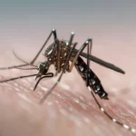 Mosquitoes-Dengue-Fever