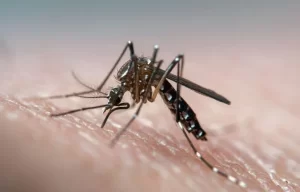 Mosquitoes-Dengue-Fever