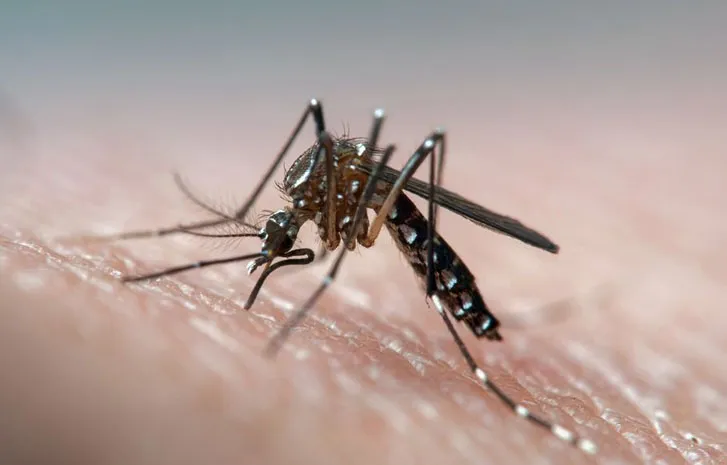 Mosquitoes-Dengue-Fever